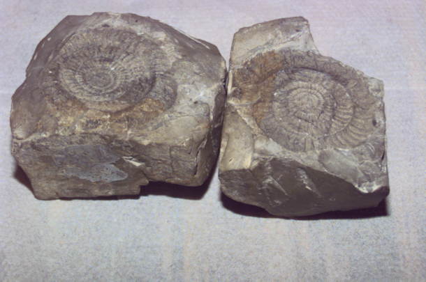 Positiv und Negativ eines Ammoniten
