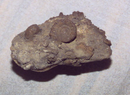 Ammonit auf Hochfellnschicht