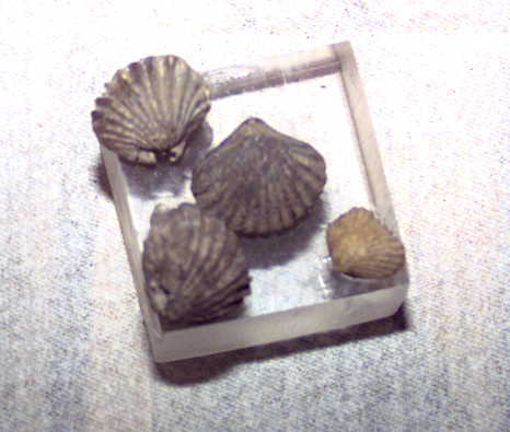 Versteinerte Muscheln